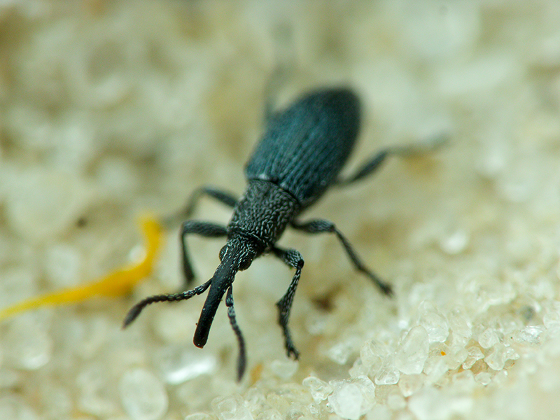 Apionidae Schönherr, 1823